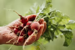 organic food