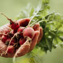 organic food