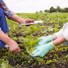 farmers